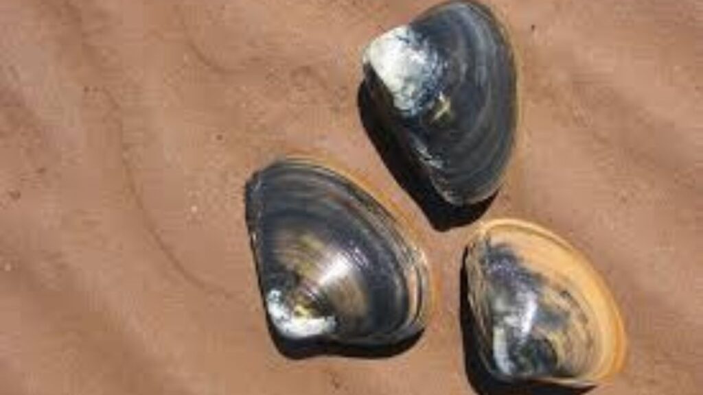 Diving into Deliciousness: The Ultimate Guide to Bar Clams