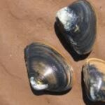 Diving into Deliciousness: The Ultimate Guide to Bar Clams